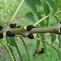 Fraxinus excelsior bourgeon
